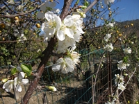 cantara Calatabiano18032012 014